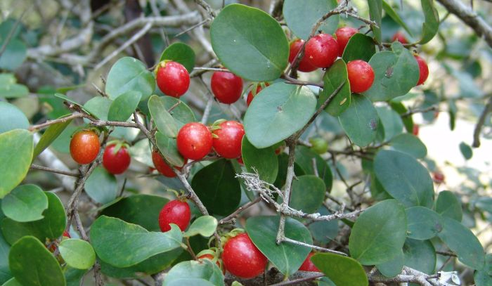 Dovyalis longispina PlantZAfrica